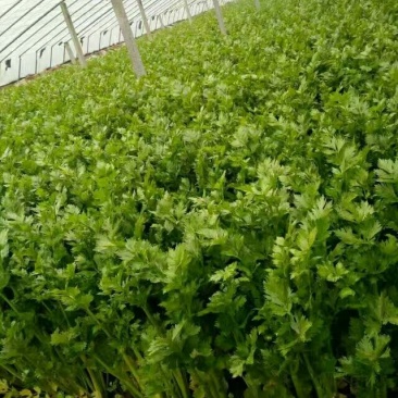 芹菜量大质优欢迎新老客户前来洽谈