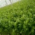 芹菜量大质优欢迎新老客户前来洽谈