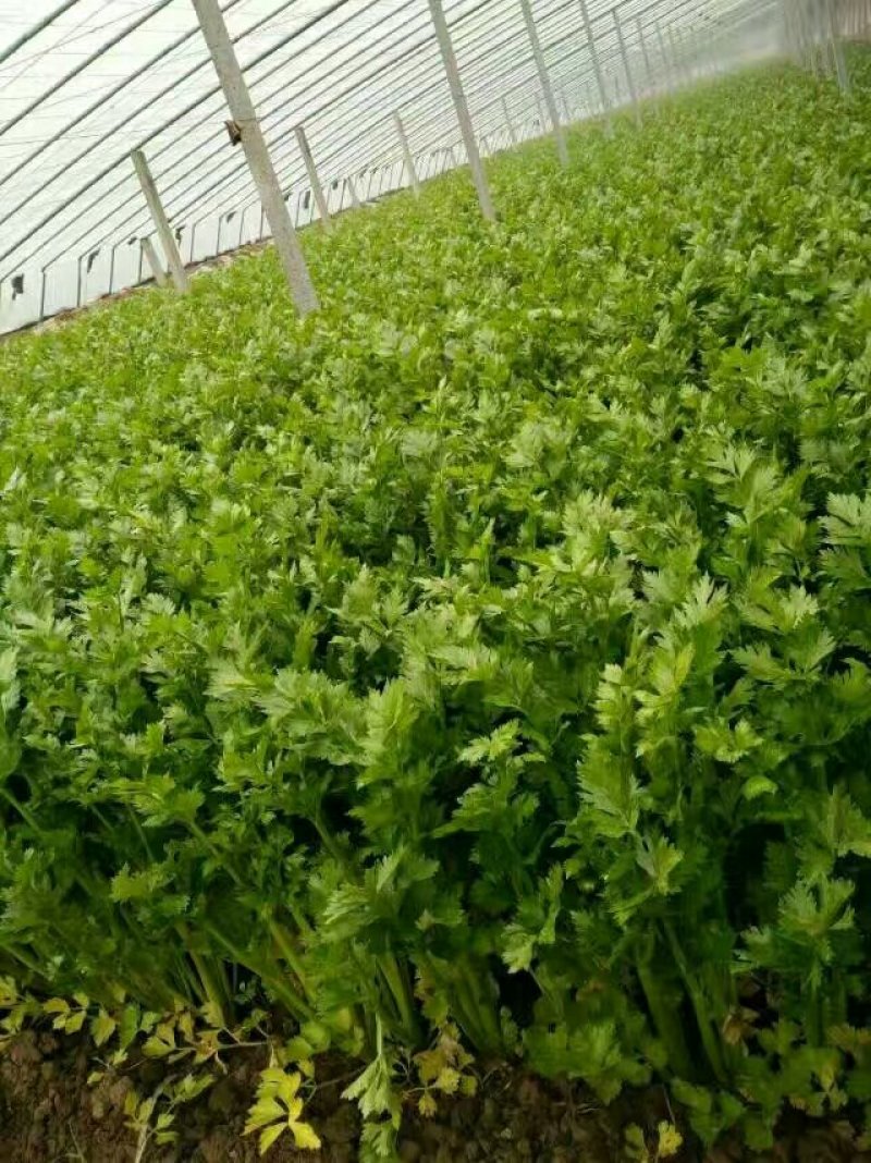 芹菜量大质优欢迎新老客户前来洽谈