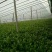 芹菜量大质优欢迎新老客户前来洽谈