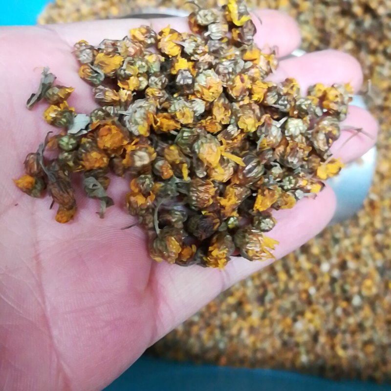 野菊花胎菊米菊花茶手工挑选净货