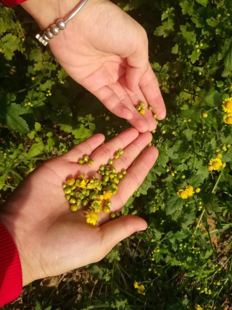 野菊花胎菊米菊花茶手工挑选净货