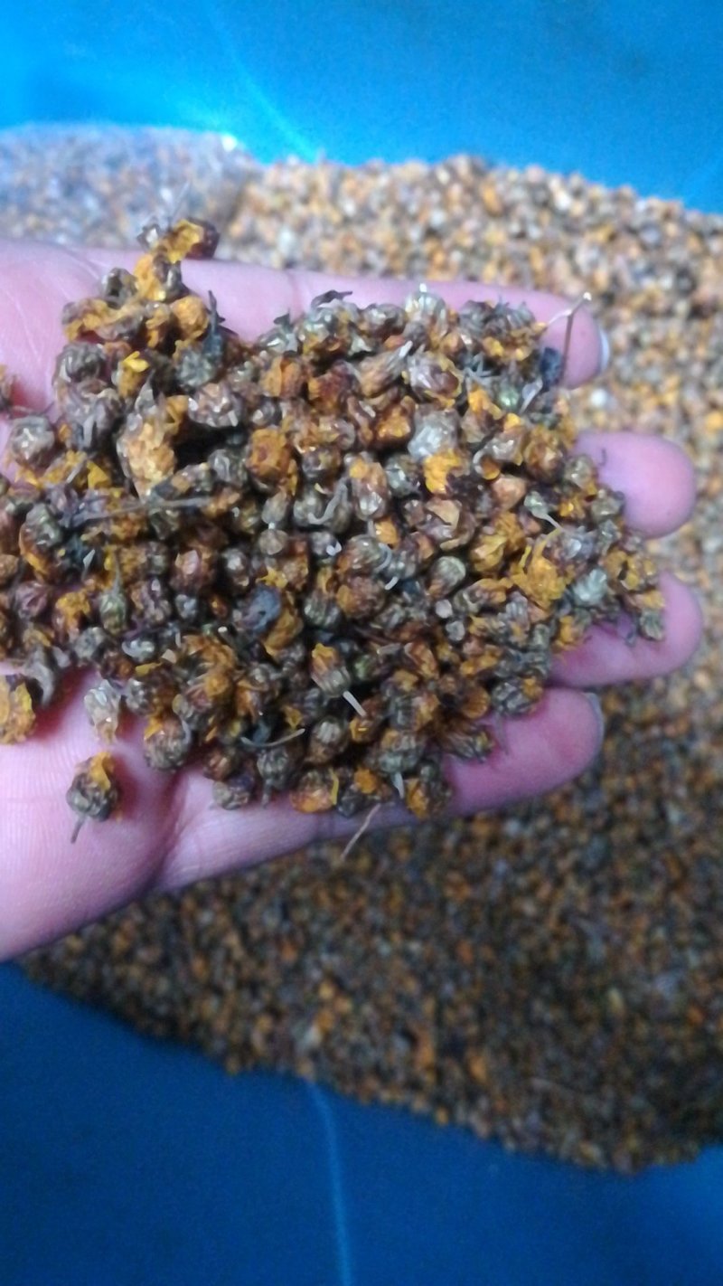 野菊花胎菊米菊花茶手工挑选净货