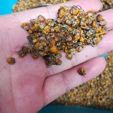 野菊花胎菊米菊花茶手工挑选净货