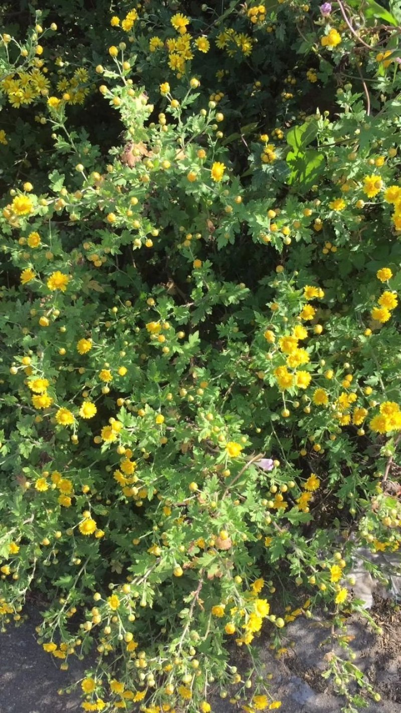 野菊花胎菊米菊花茶手工挑选净货