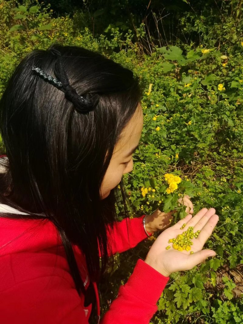 野菊花胎菊米菊花茶手工挑选净货