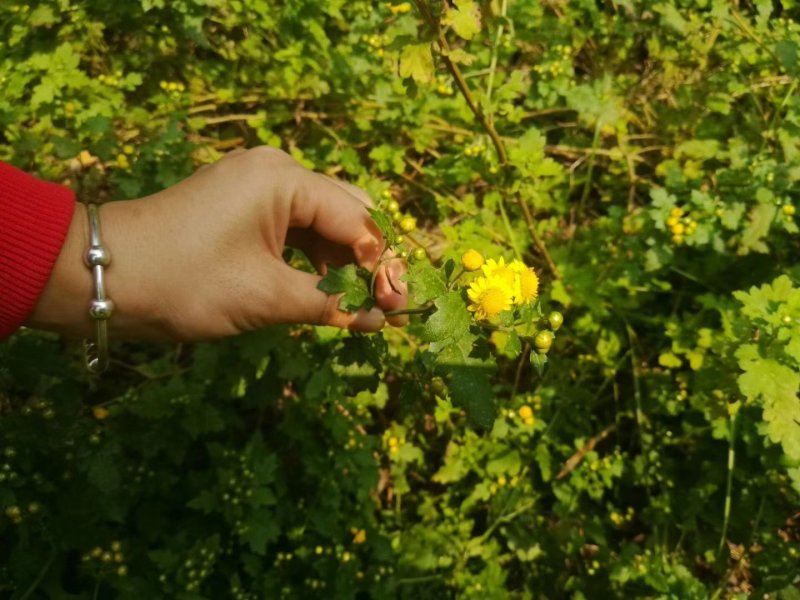 野菊花胎菊米菊花茶手工挑选净货