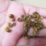 野菊花胎菊米菊花茶手工挑选净货