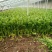 温室芹菜以大量上市量大质优