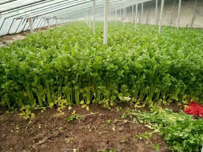 温室芹菜以大量上市量大质优