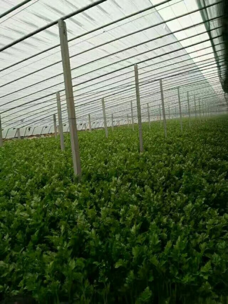 温室芹菜以大量上市量大质优