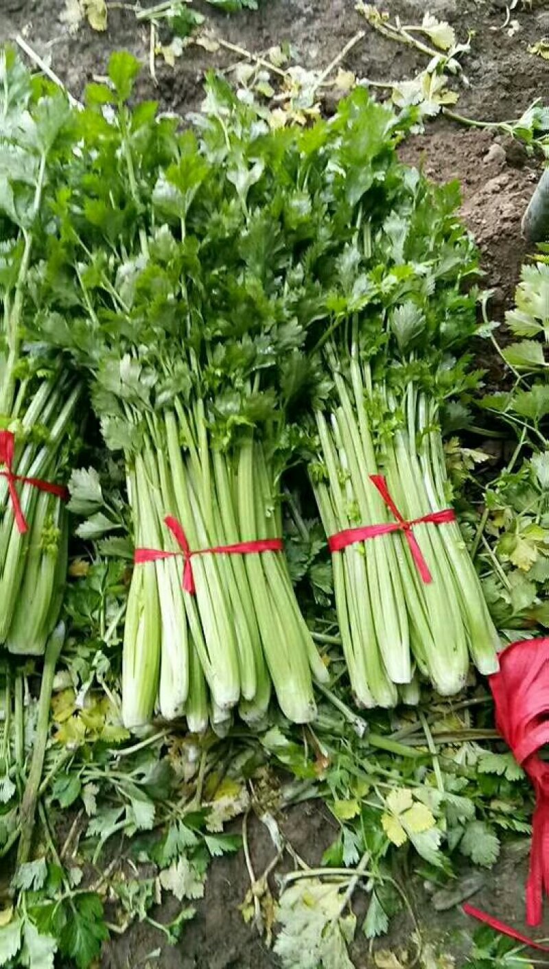 温室芹菜以大量上市量大质优