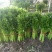 温室芹菜以大量上市量大质优