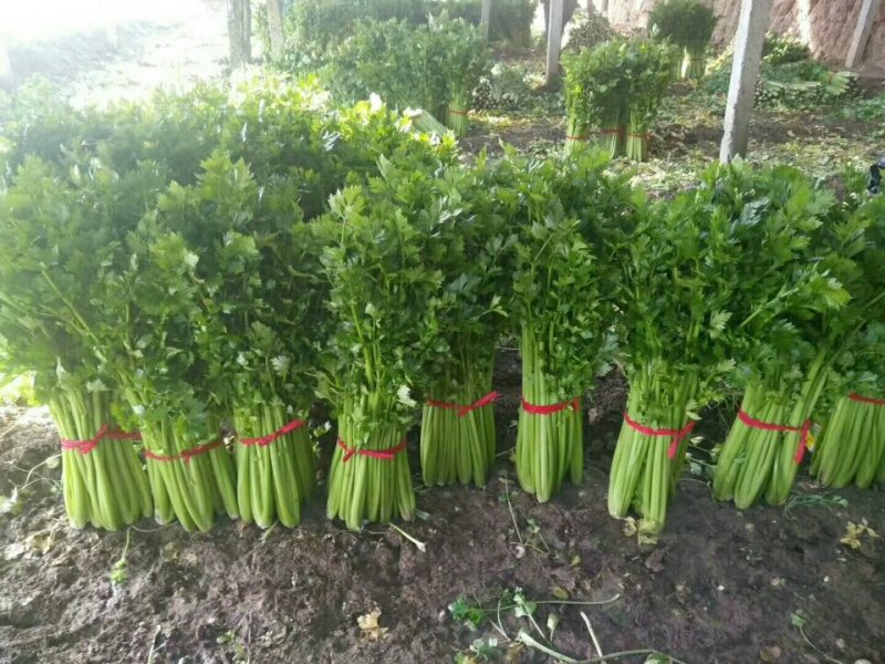温室芹菜以大量上市量大质优