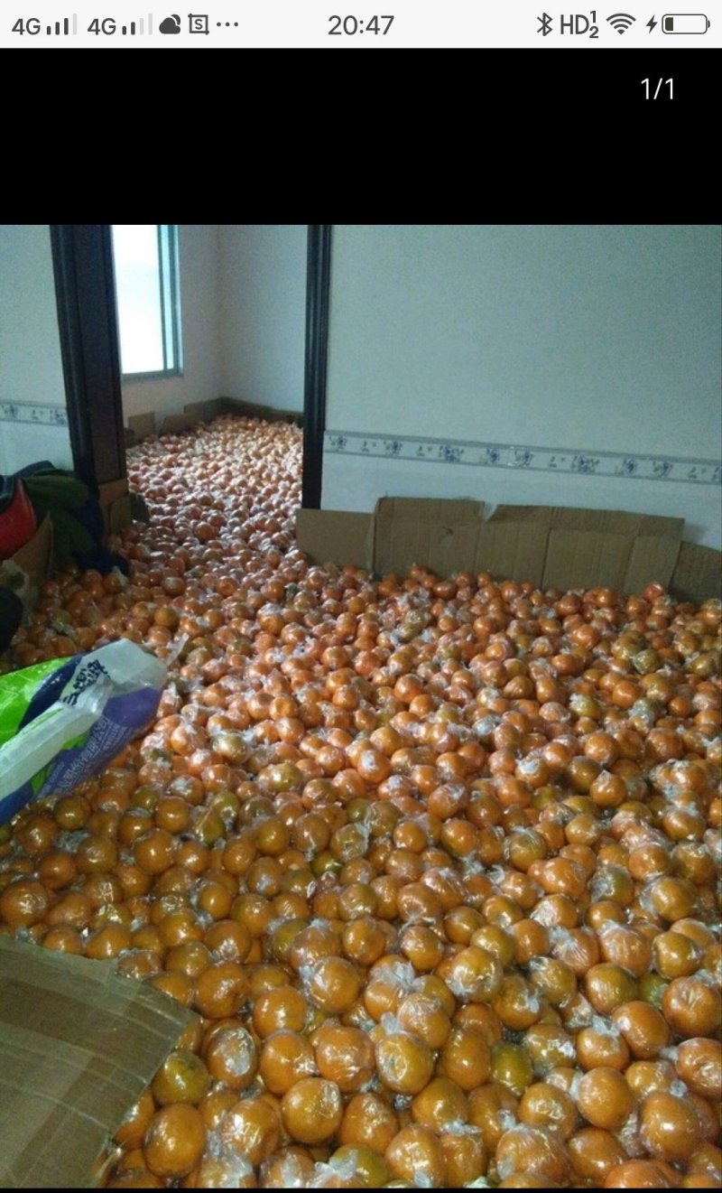 【实力】湖南碰柑产地直发品质有保障，量大从优日供10万斤
