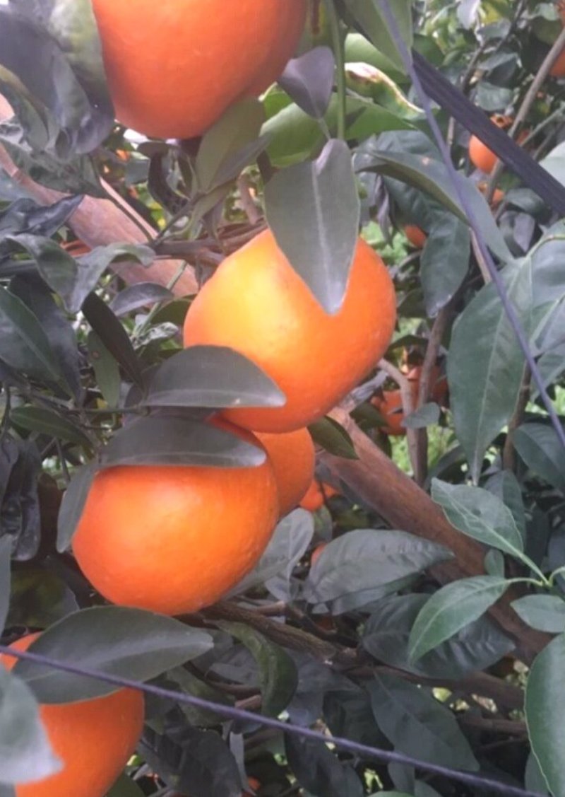沃柑