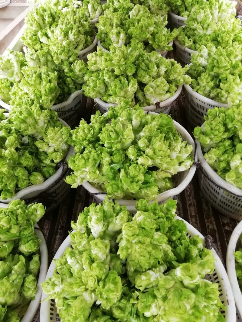500多亩儿菜，预计12月中旬大量上市，量大从优