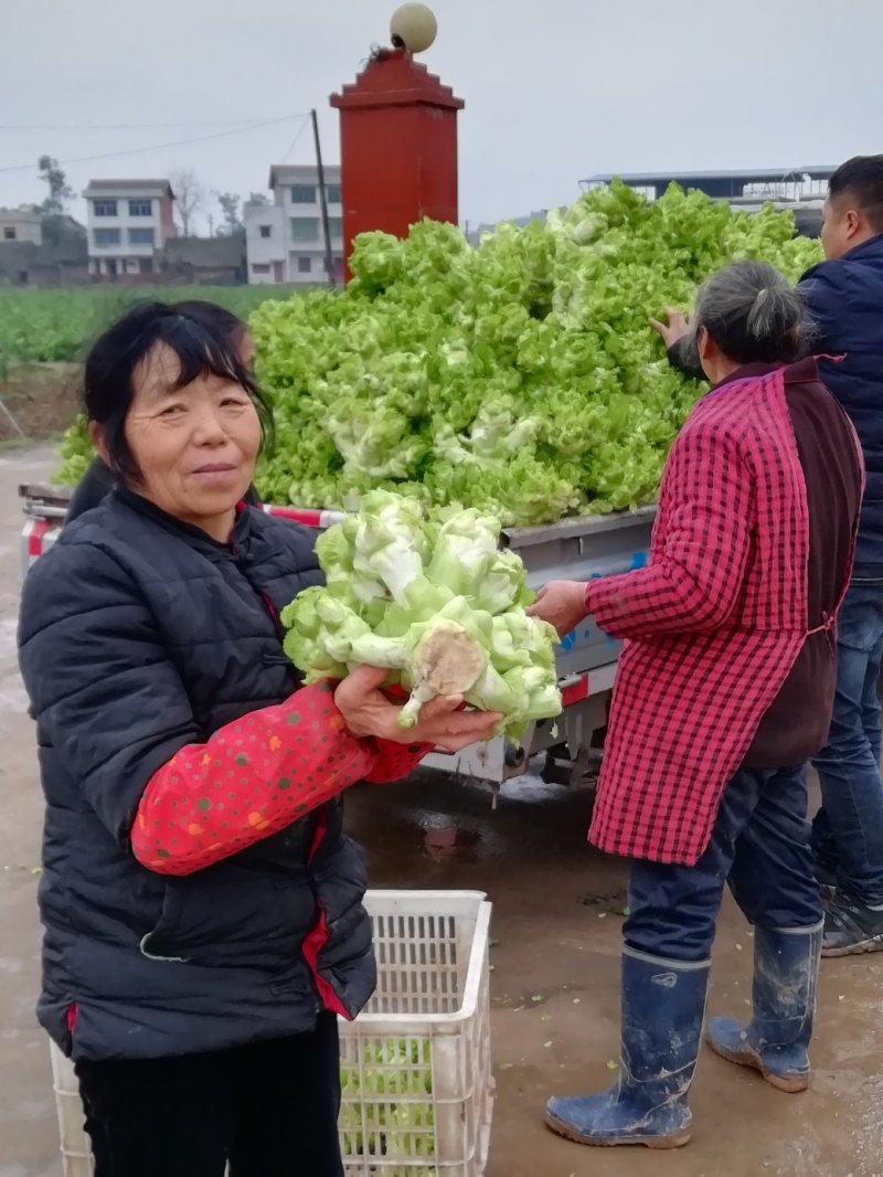 500多亩儿菜，预计12月中旬大量上市，量大从优