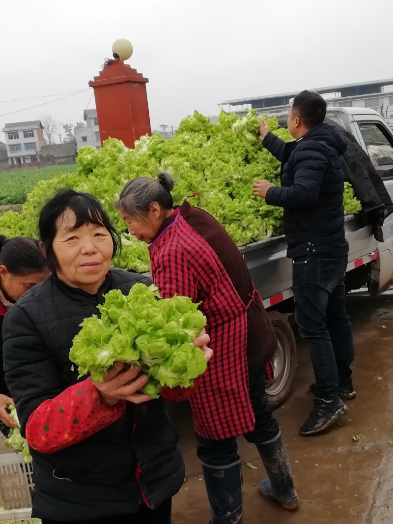 500多亩儿菜，预计12月中旬大量上市，量大从优
