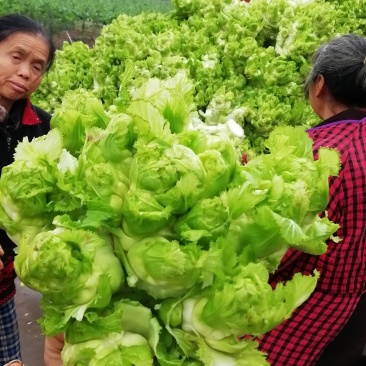 500多亩儿菜，预计12月中旬大量上市，量大从优