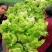 500多亩儿菜，预计12月中旬大量上市，量大从优