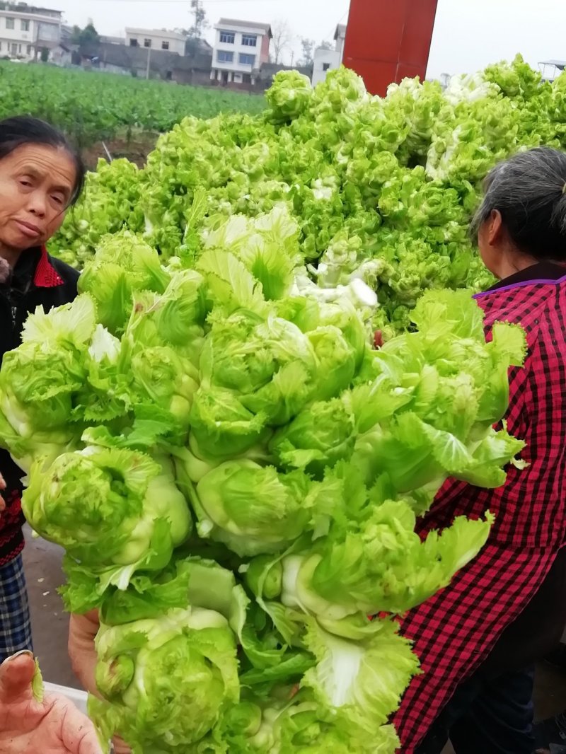500多亩儿菜，预计12月中旬大量上市，量大从优