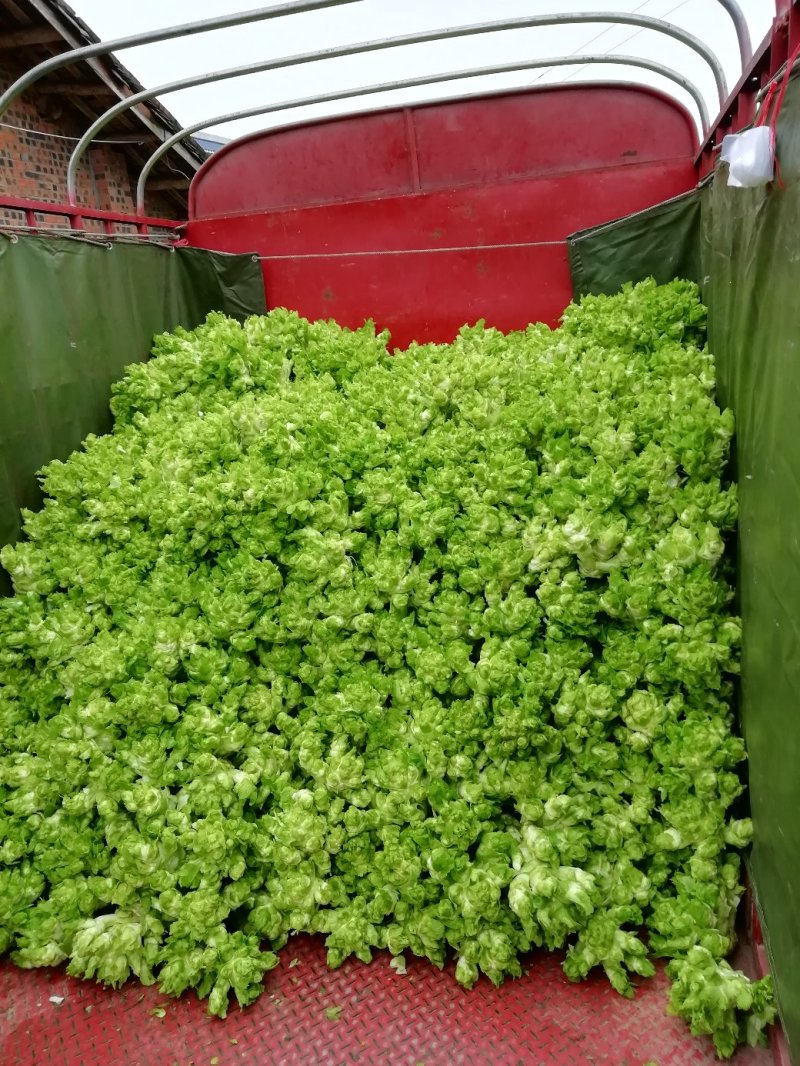 500多亩儿菜，预计12月中旬大量上市，量大从优