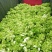 500多亩儿菜，预计12月中旬大量上市，量大从优