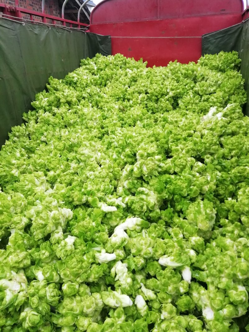 500多亩儿菜，预计12月中旬大量上市，量大从优
