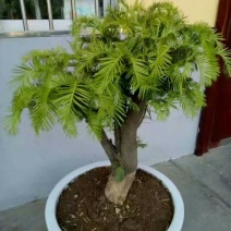 三尖杉盆景基地直销物美价廉