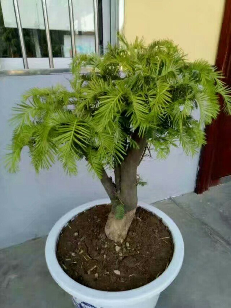 三尖杉盆景基地直销物美价廉