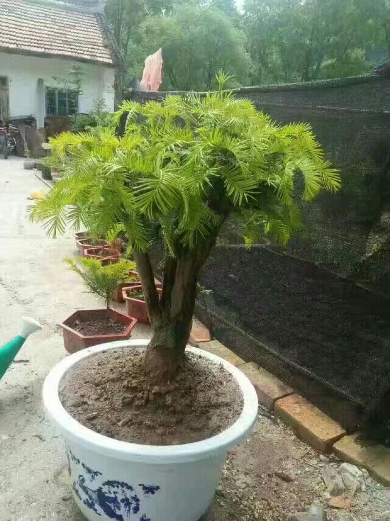 三尖杉盆景基地直销物美价廉
