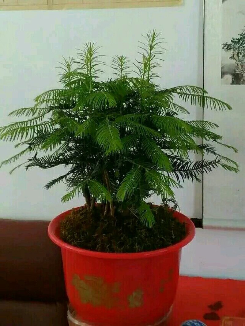 三尖杉盆景基地直销物美价廉