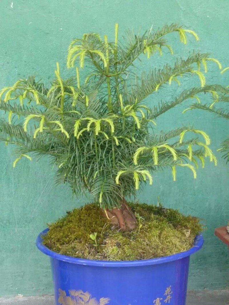三尖杉盆景基地直销物美价廉