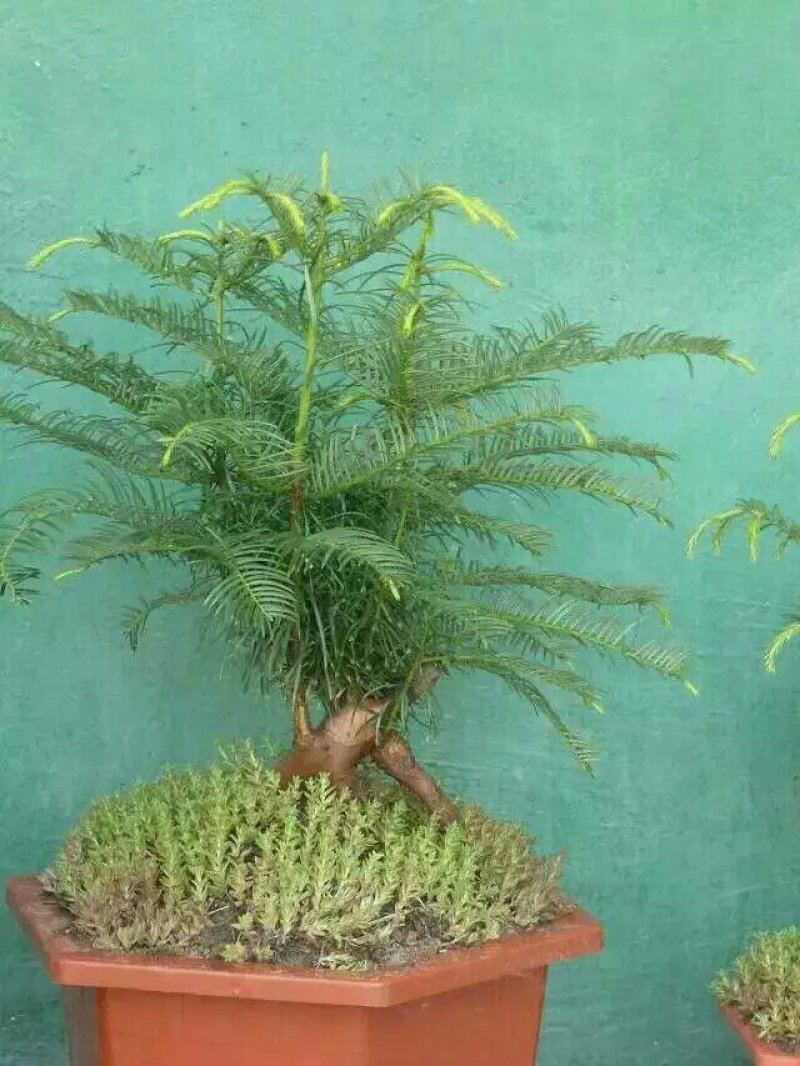 三尖杉盆景基地直销物美价廉