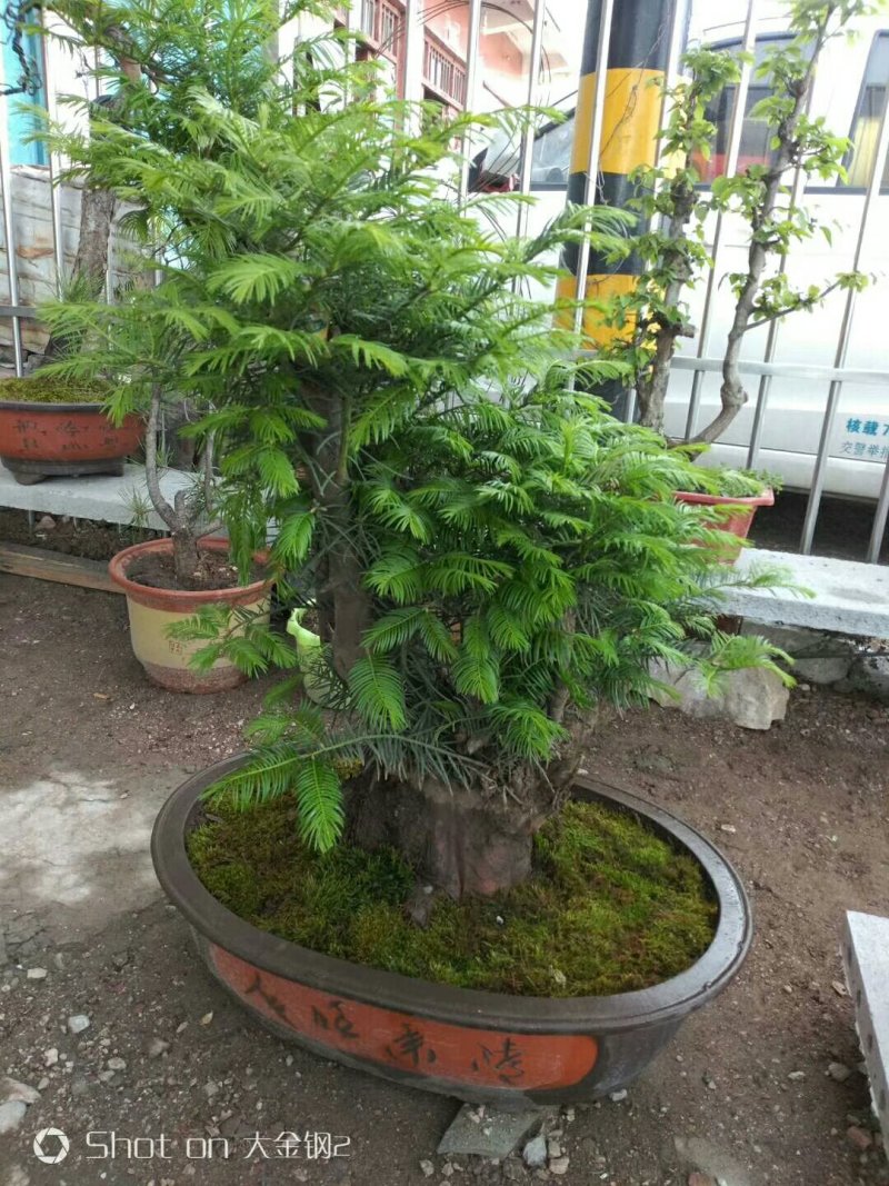 三尖杉盆景基地直销物美价廉