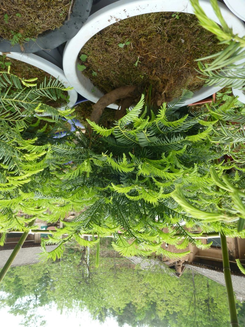 三尖杉盆景基地直销物美价廉