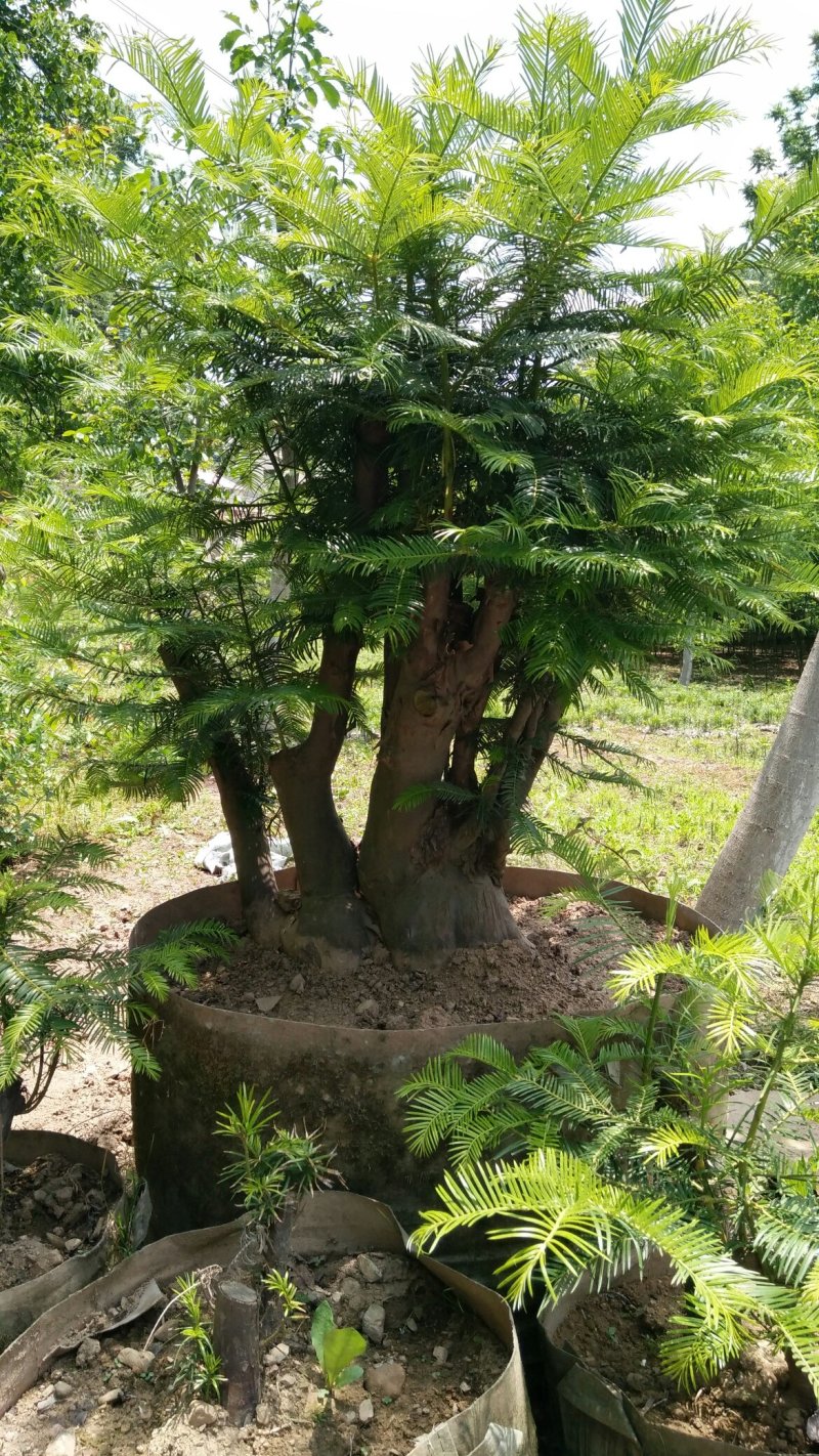 三尖杉盆景基地直销物美价廉