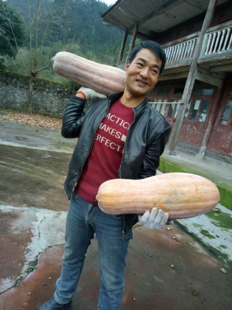 金韩密本大果型南瓜