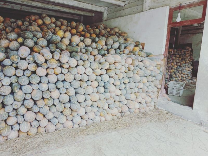 金韩密本大果型南瓜