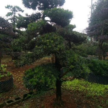 造型罗汉松