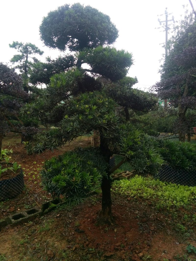 造型罗汉松