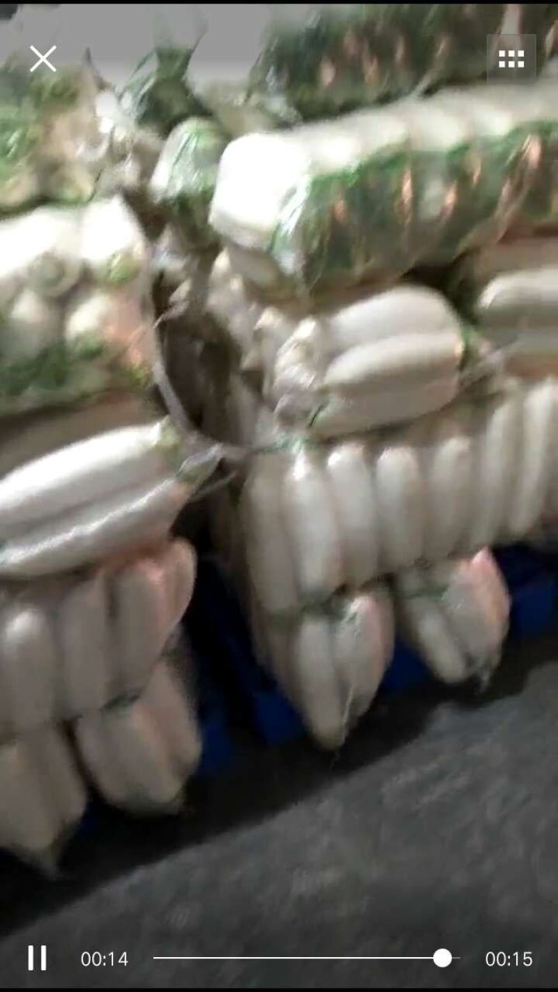 白萝卜