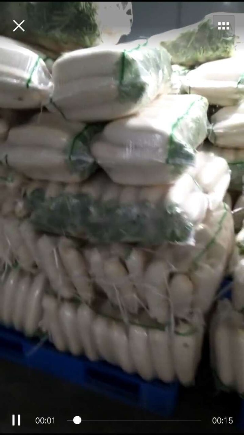白萝卜