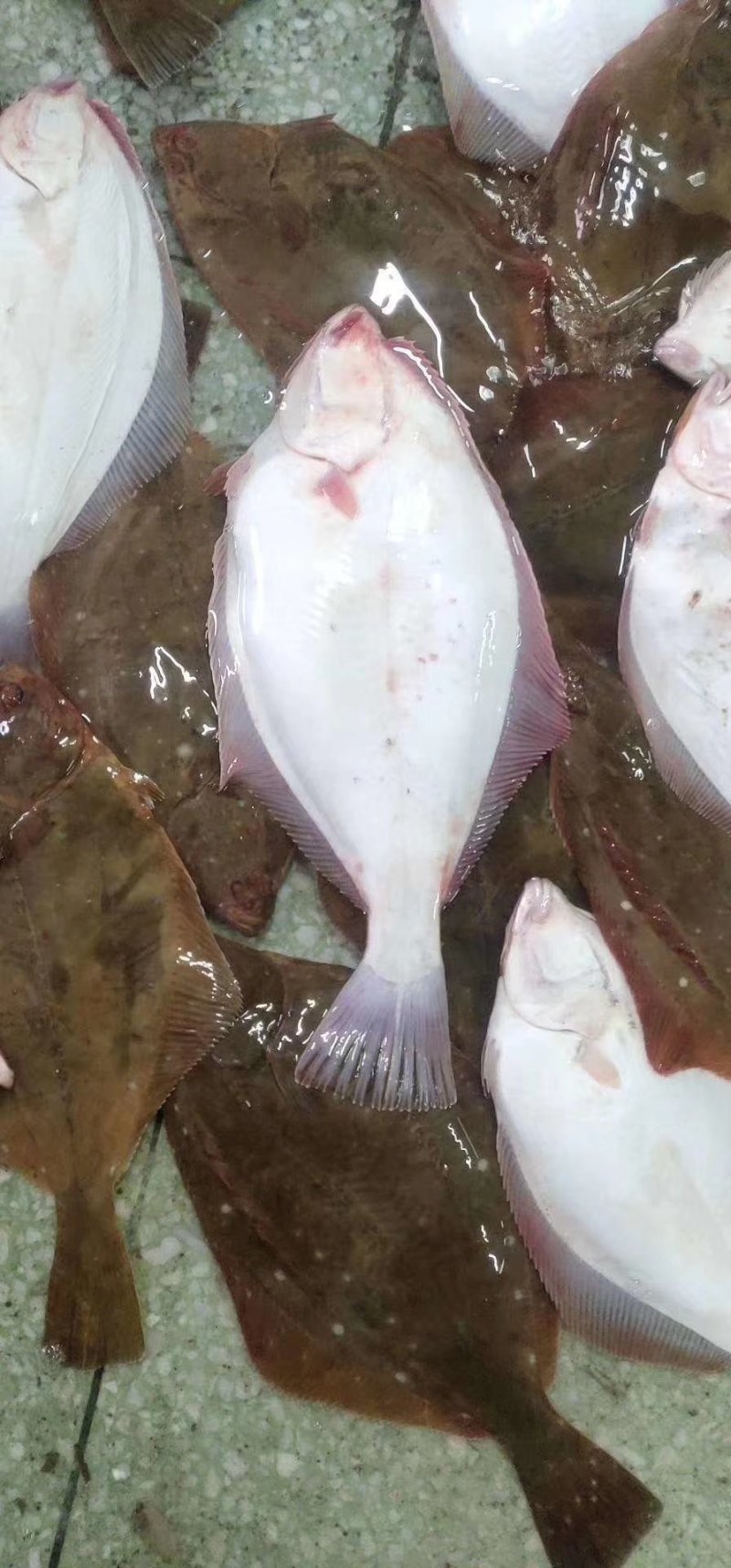 石浆