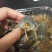 纯母腌虾爬