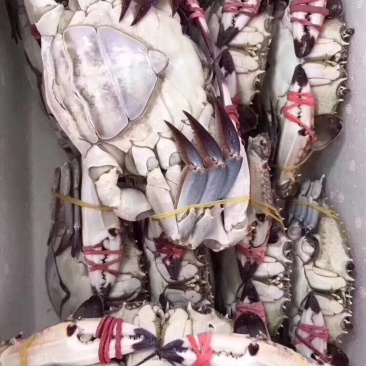 三点红梭子蟹