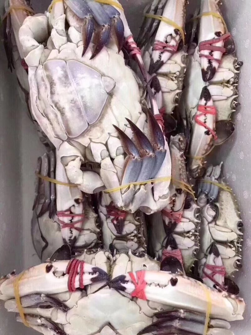 三点红梭子蟹