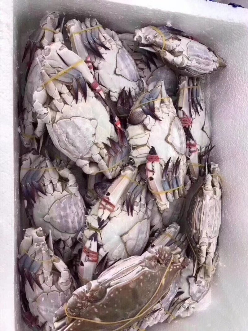 三点红梭子蟹