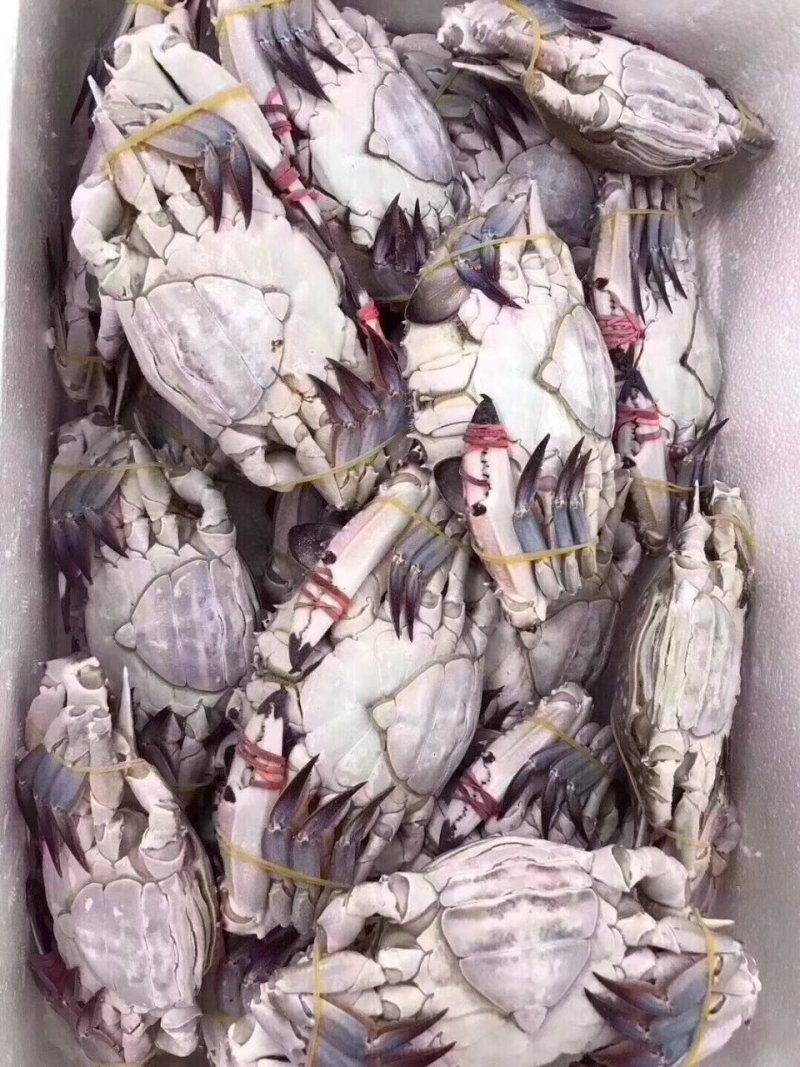 三点红梭子蟹